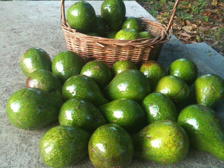 Flights and Everything Guyana Guyana Fruits