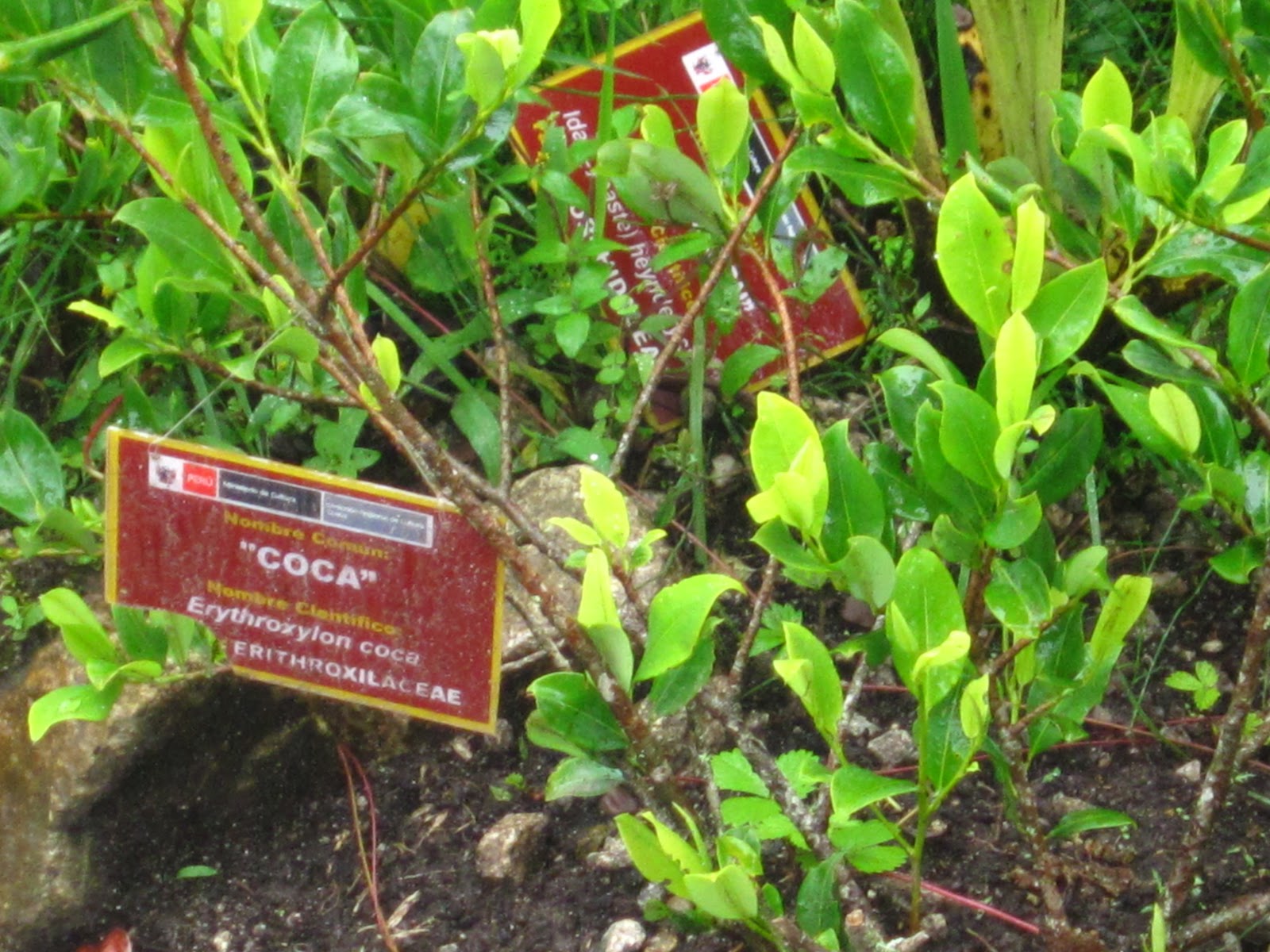 Tina in South America