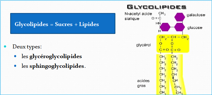 Membrane cellulaire Définition et Structure avec Schémas Membrane cellulaire Définition et Structure avec Schémas