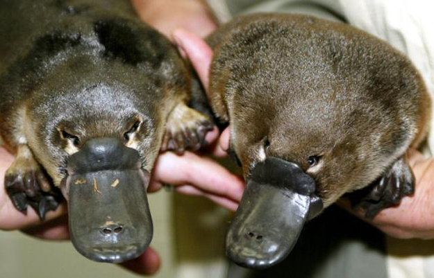 puggles platypus baby puggles platypus baby