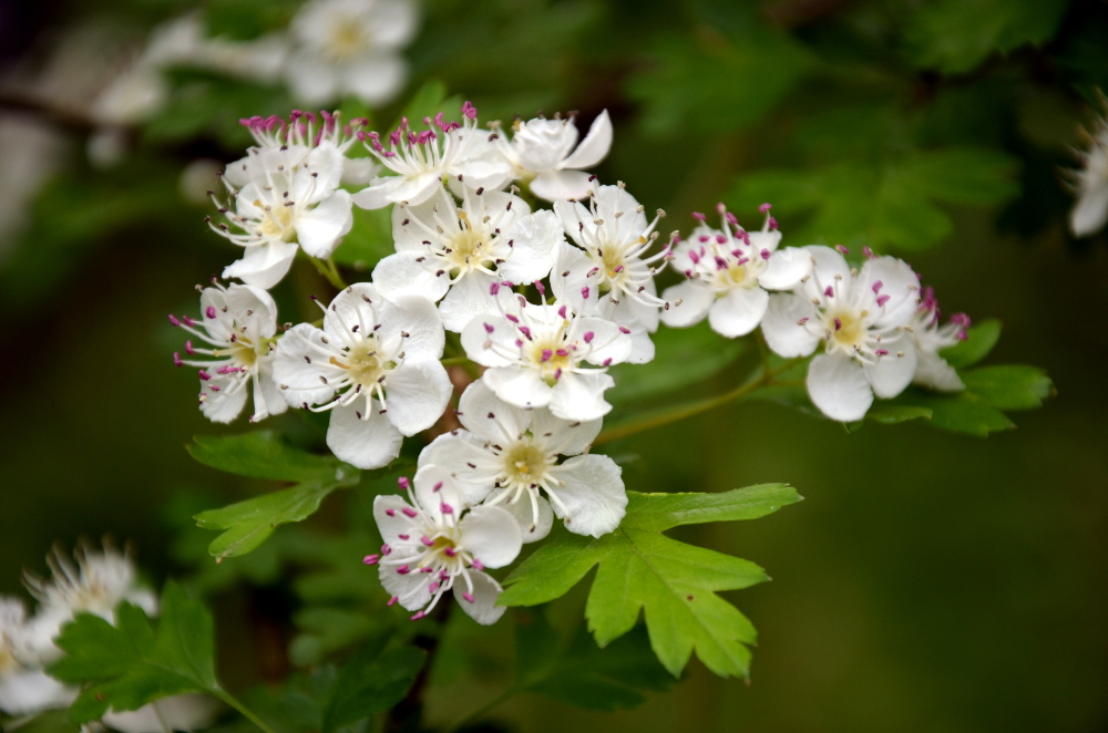 Wild Woman of the Woods Hawthorn the hedgerow healer