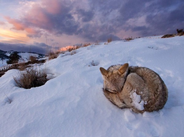 Coyote, Yellowstone National Park Coyote, Yellowstone National Park