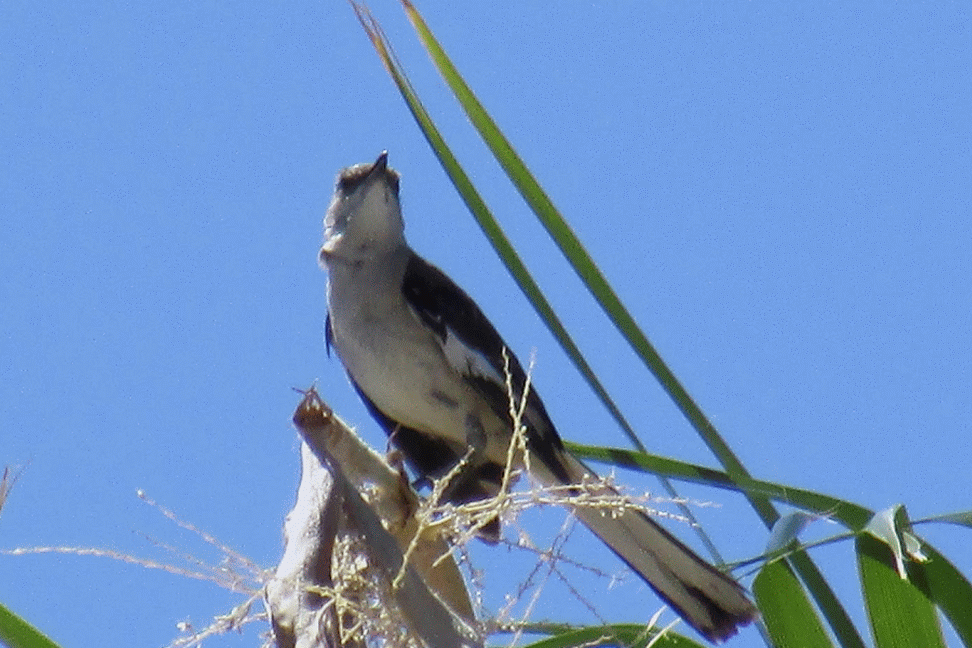 Toys and Stuff Las Vegas NV,19 Juni 2014 ,Mocking Bird