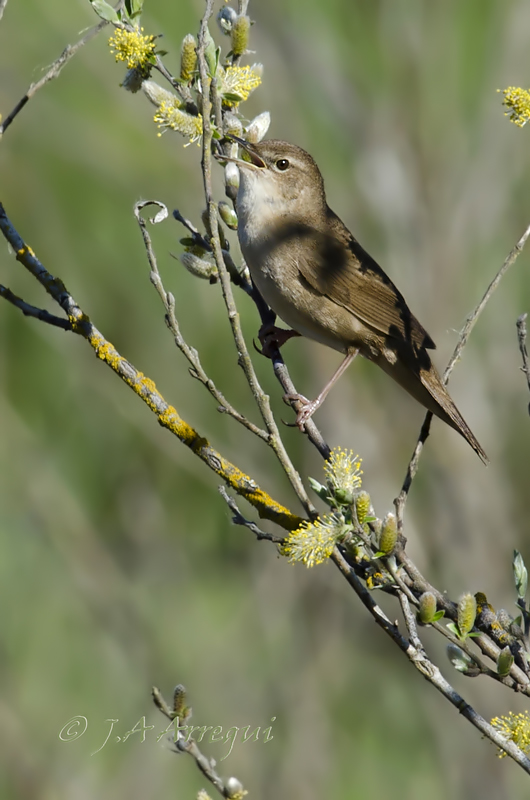 Buscarla unicolor, Locustella luscinioides, Savi´s Warbler Buscarla unicolor, Locustella luscinioides, Savi´s Warbler