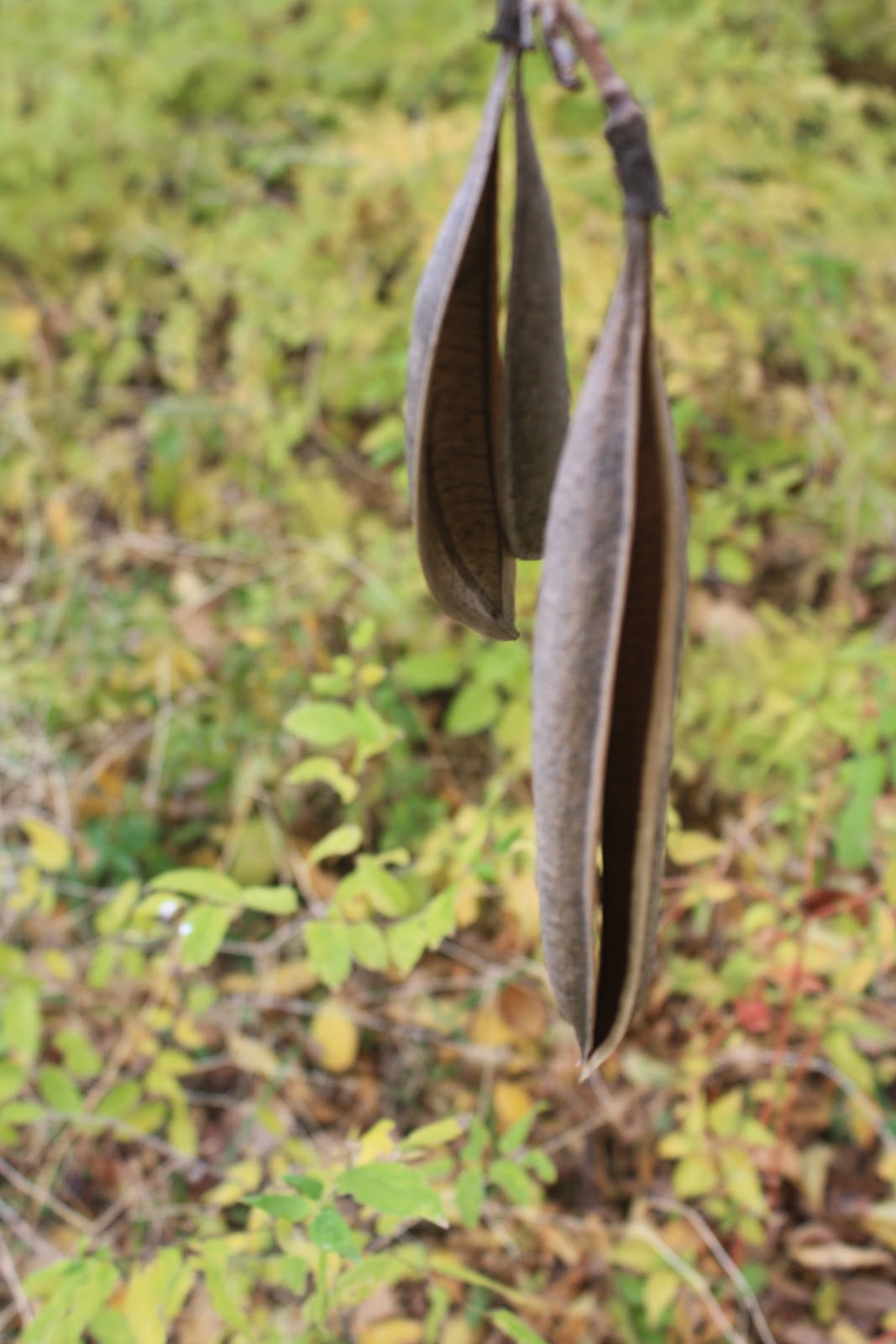 Cedar Gap and Abilene Pammy's World