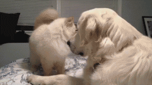Funny animal gifs - part 97 (10 gifs), funny gifs, dog pushes cat off of the bed