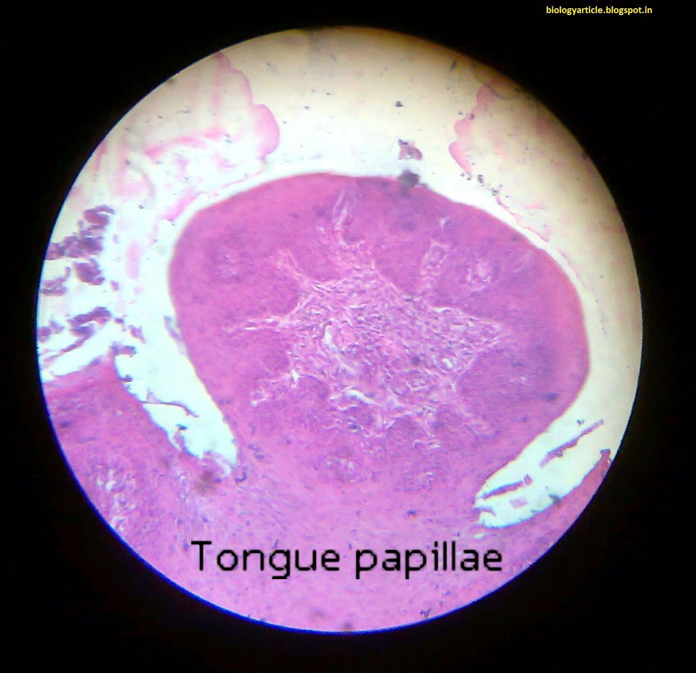 BIOLOGY WRITE-UP - BIOLOGY ARTICLES: TONGUE: Morphological feature