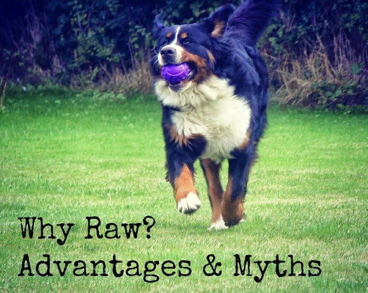 Why Raw? Advantages & Myths