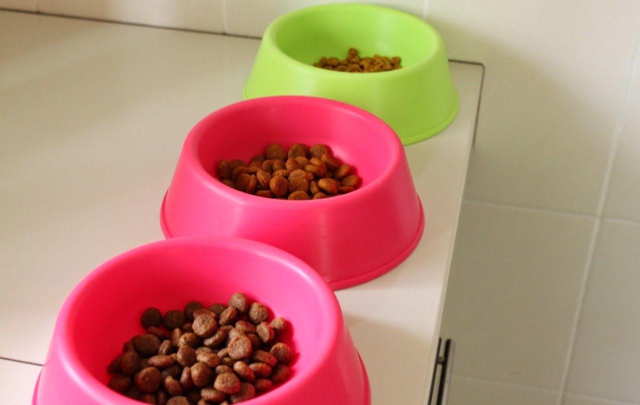 Dogton Abbey Home Boarding for dogs, Pet Taxi, Grooming, Dog Food