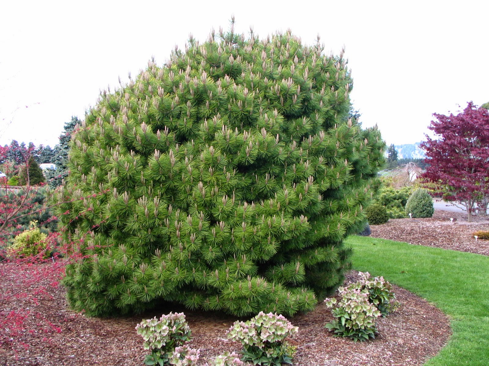 How To Choose A Memorial Tree The Impatient Gardener