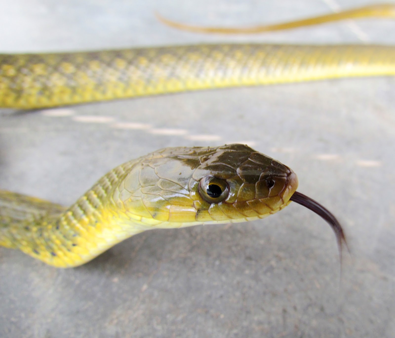 Dangerous of Wild Animals Season of Snakes Rain is the cue