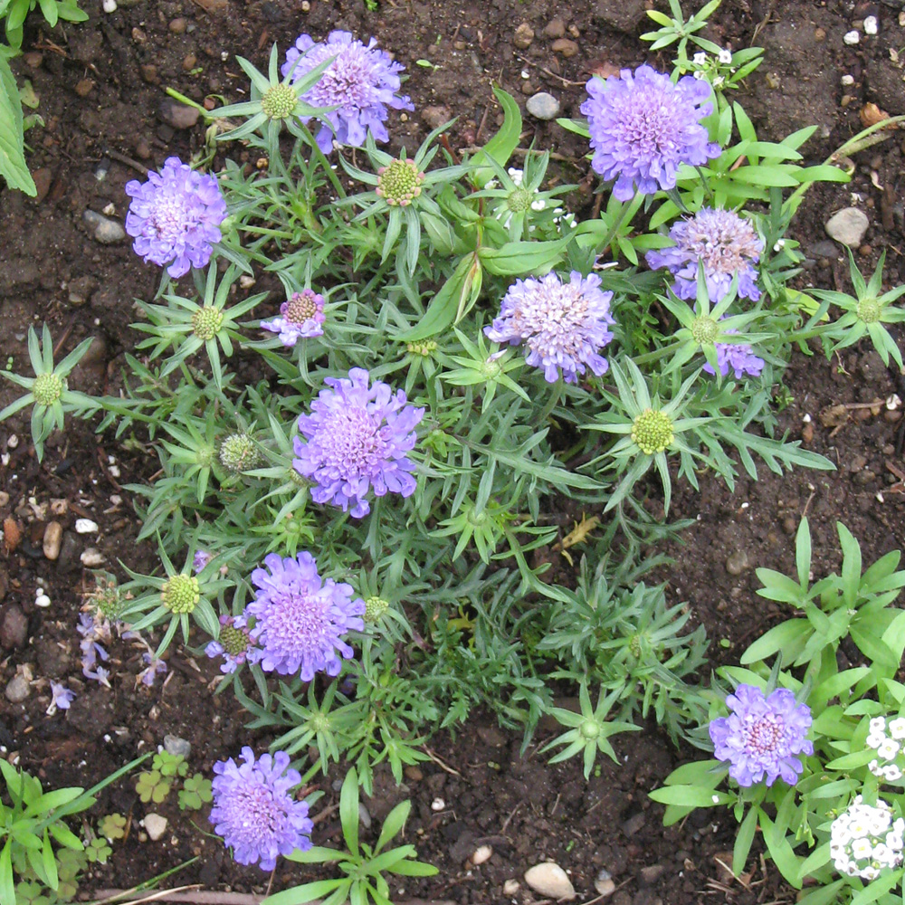 Our Lady's Garden Scabiosa 'Blue Note'