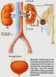 Những điều cần biết về hệ thống đường tiết niệu