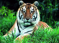 Periyar Wildlife Sanctuary