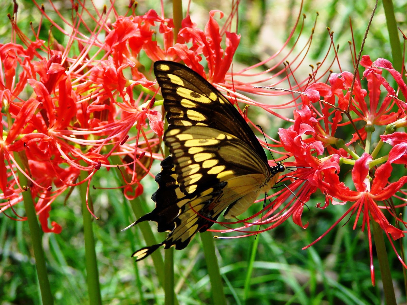 FOOD PLANTS FOR BUTTERFLIES The Garden of Eaden