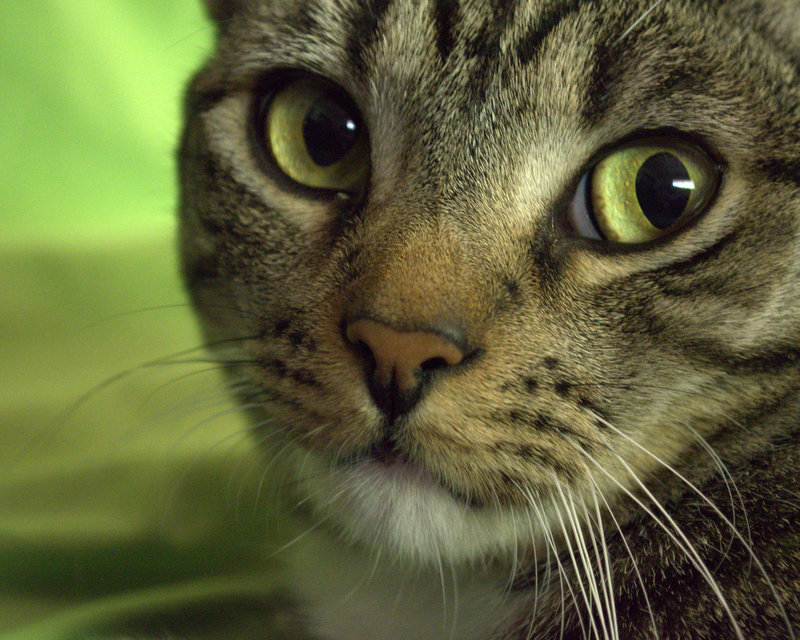 How To Tell A Cat S Mood By Its Eyes How To Tell A Cat S Mood By Its Eyes