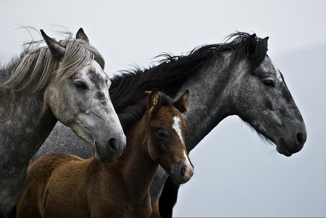 Cutest-Wild-Baby-Animals-CUTE+ANIMALS+PHOTOS+BABY+ANIMALS+BEAUTIFUL+ANIMALS+BEAUTIFUL+CATS+BEAUTIFUL+DOGS+ENJOY+FREEDOM+NATURE+suresh+koyal+picsvan.bl+(12).jpg
