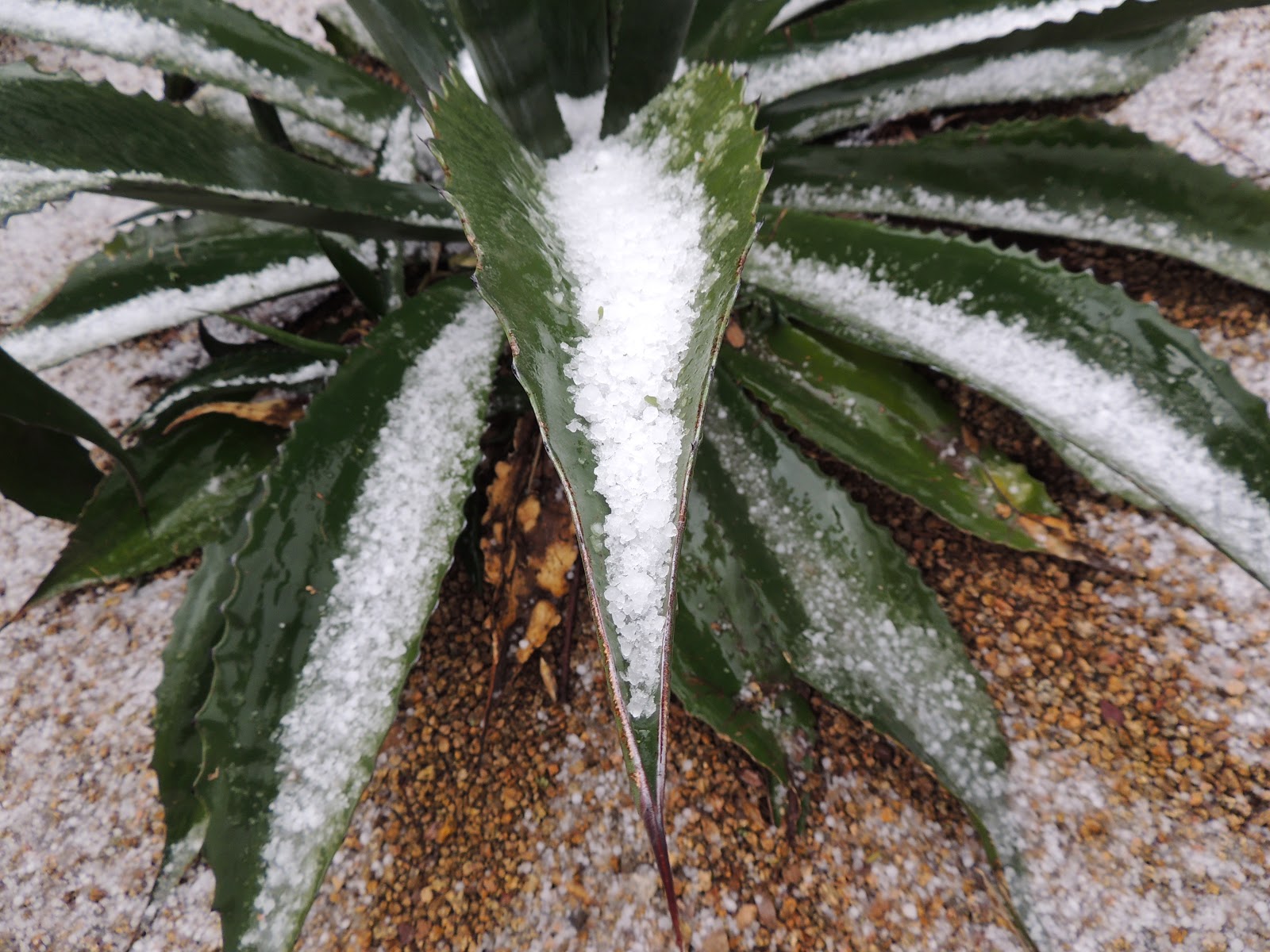 Scottsdale Daily Photo Snow on an agave
