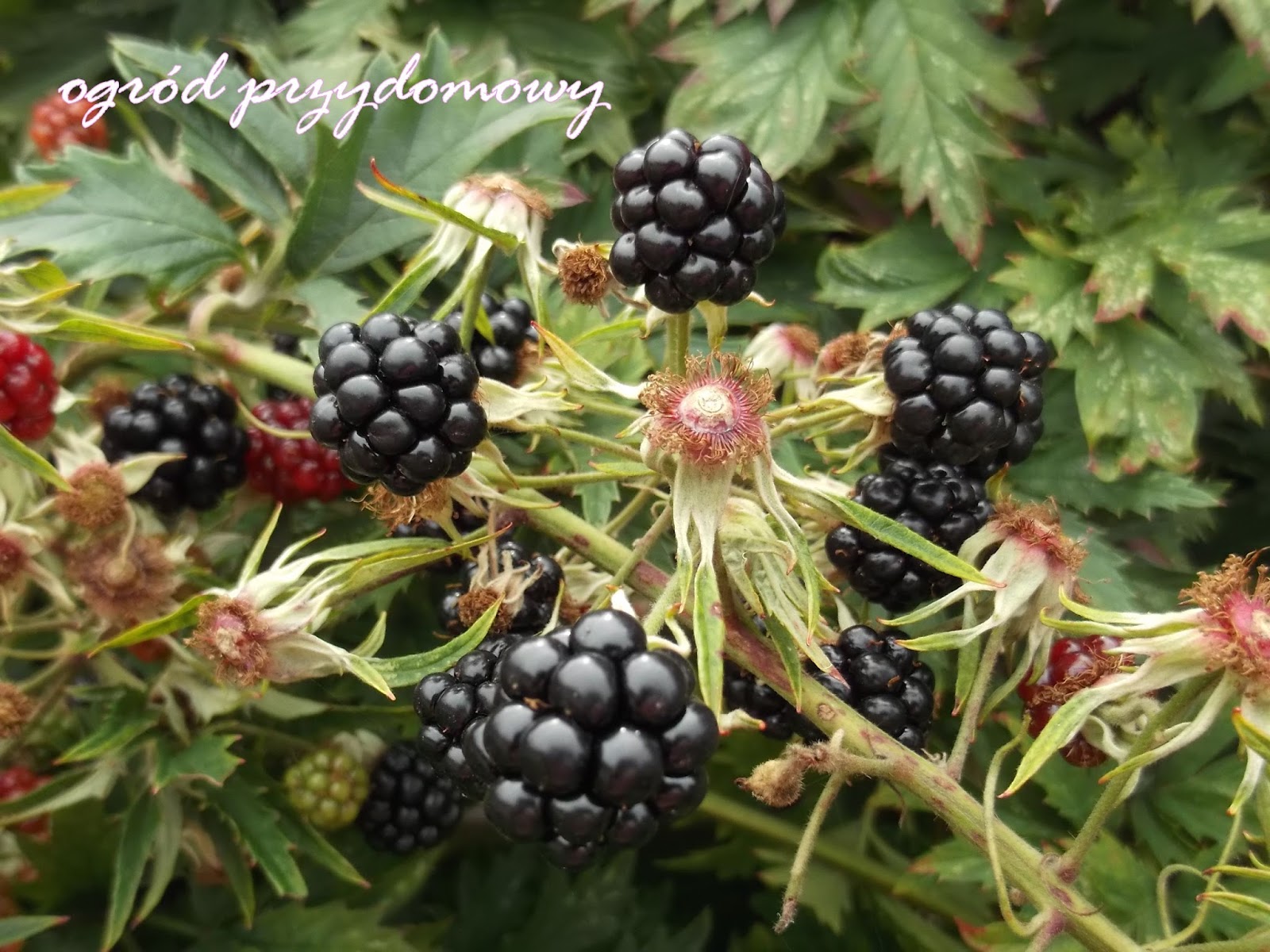 Jeżyna Ogród przydomowy blog ogrodniczy