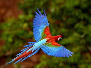 Blue birds hd parrots photography
