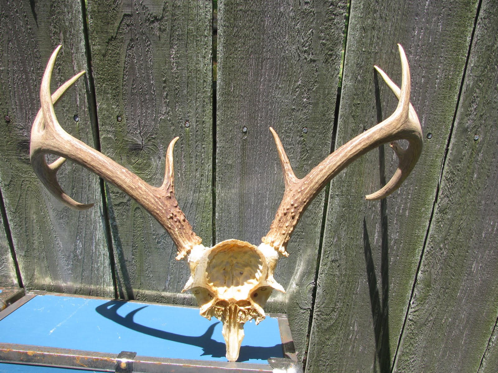 Estate Sale Services 409.750.3688 Roland Dressler Vintage Deer Antlers 10 point Buck Trophy