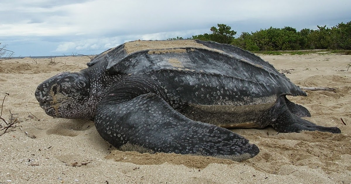 Baby leatherback turtles