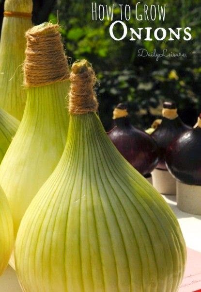 How to Grow Onions from Start to Finish #Vegetable_Gardening - My