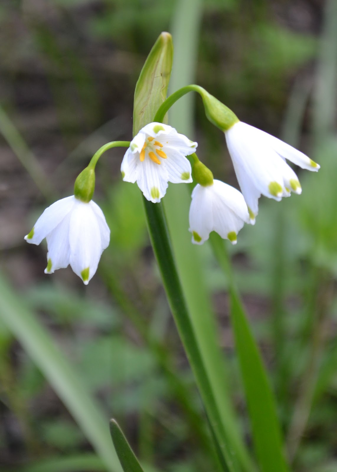 Walks among Flowers: Berkshire: River Loddon & the Loddon Lily