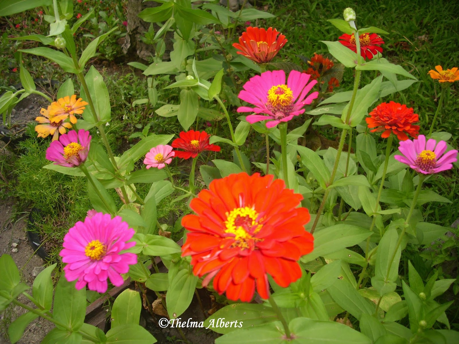 Thelma´s Tropical Garden 5 Easy To Grow Flowers In My Garden