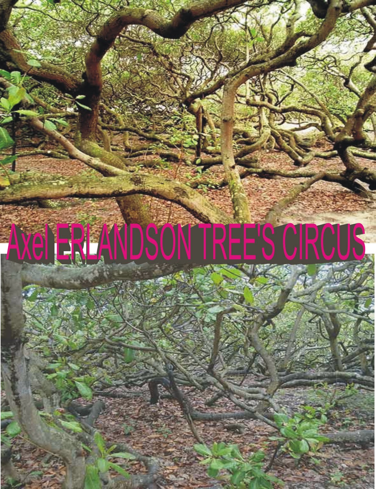 Axel Erlandson Trees Axel Erlandson Trees