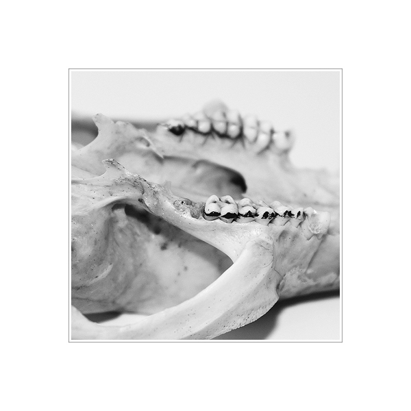 The Ridou Report Possum Skull