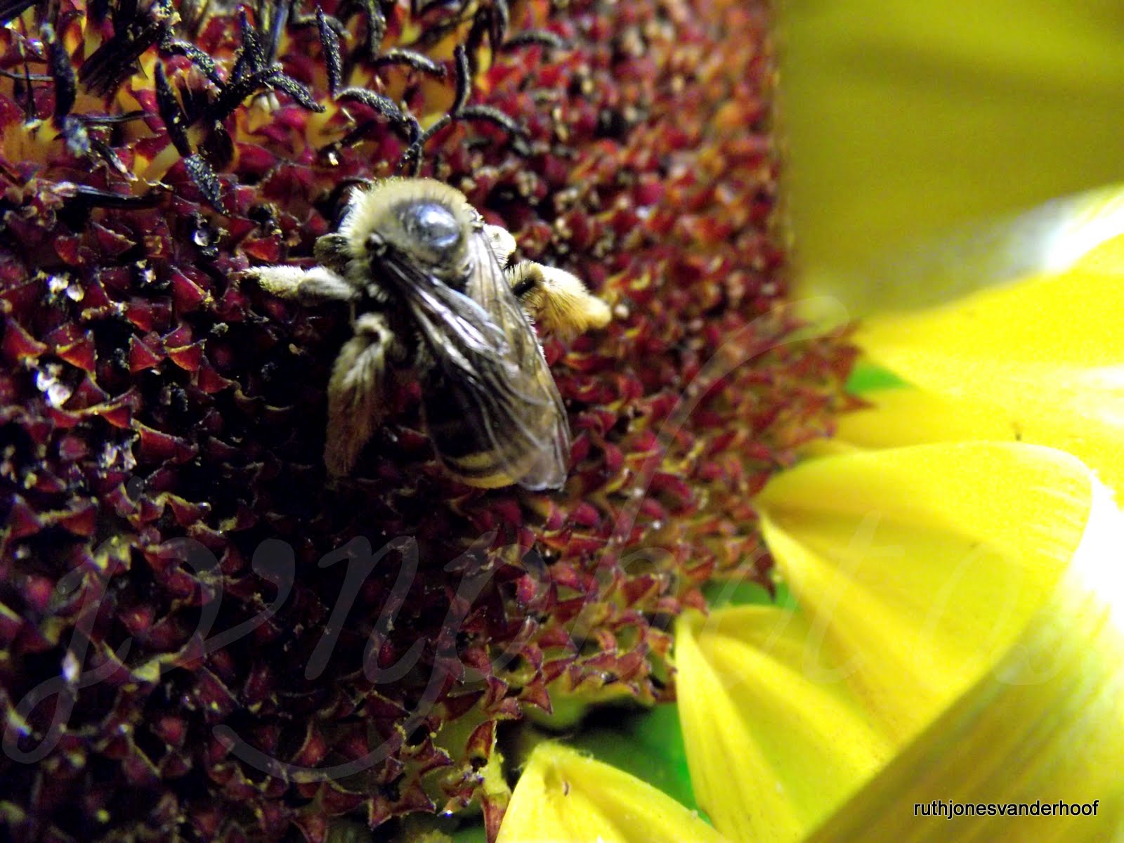 Photos by Jan Sunflowers and Honey Bees