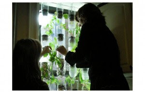 Jardín vertical, cultivar en tu ventana