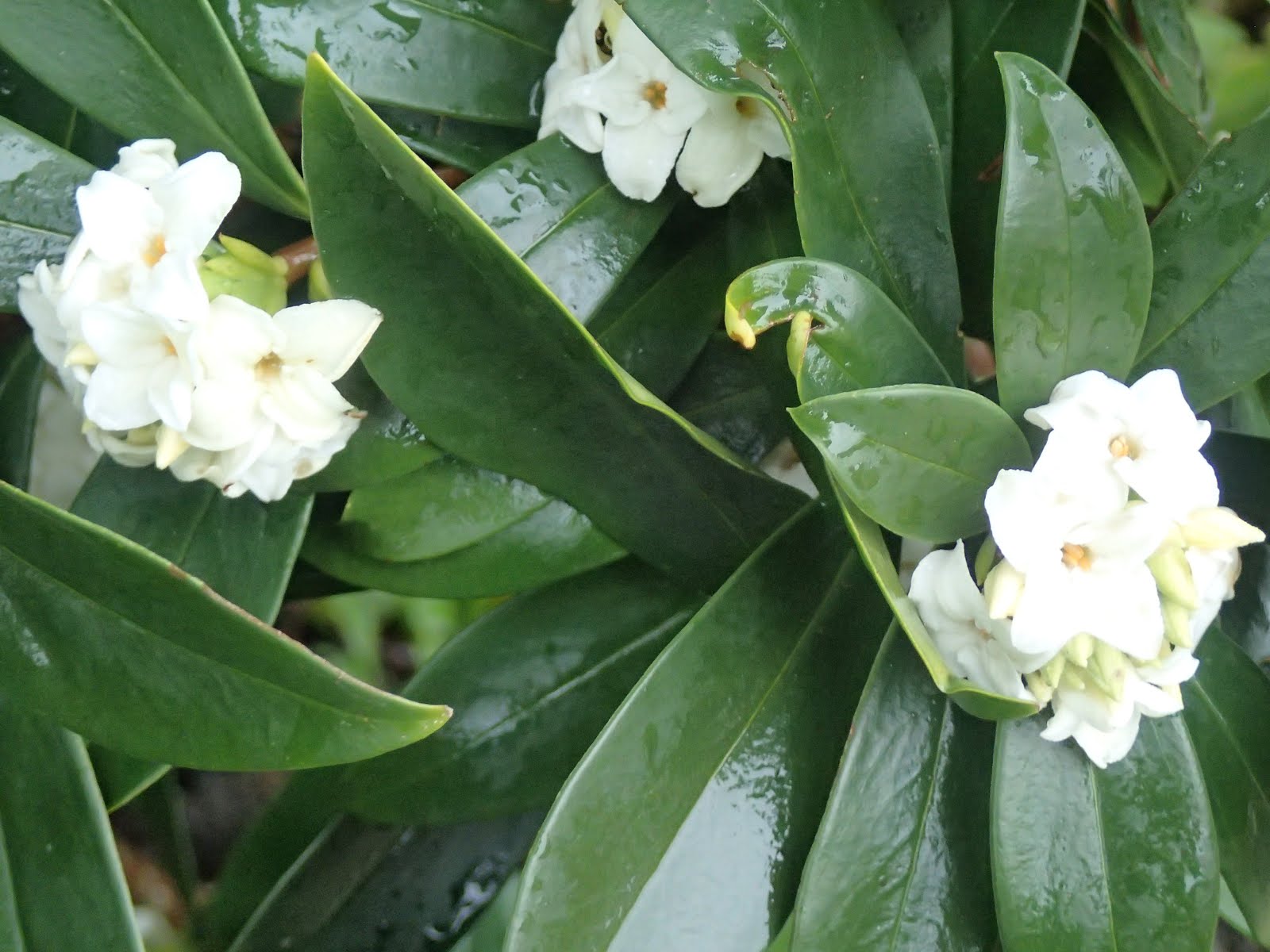 Daphne in full winter flower and smelling fab