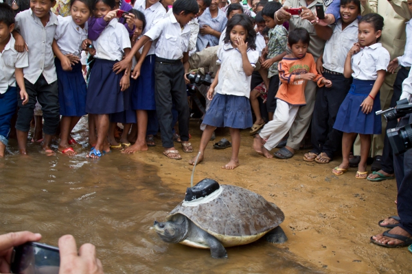 Cambodian Beginnings: Cambodia's National Reptile: The Royal Turtle