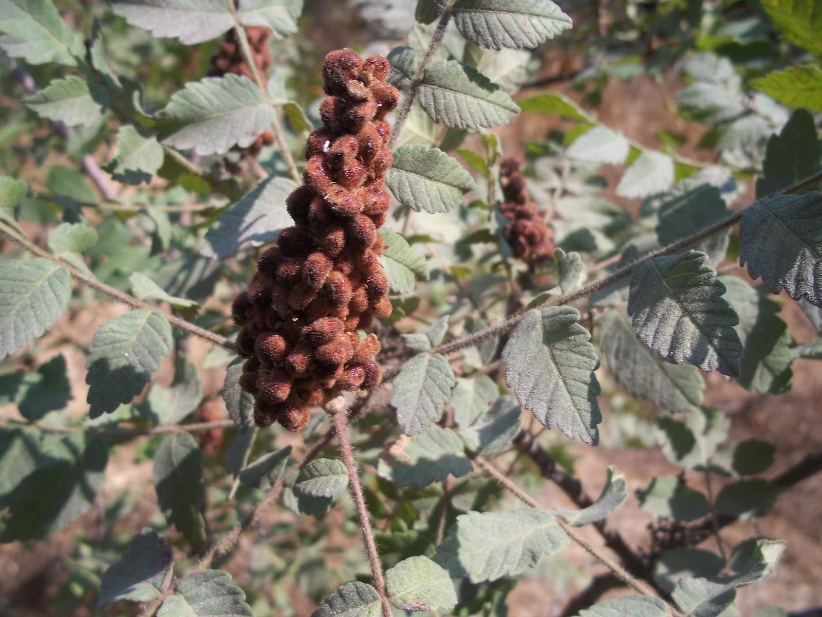 Wisconsin S Best Woody Plants Portfolio Lisa Trudeau Fragrant Sumac