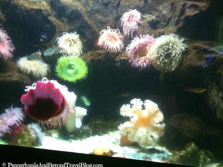 Pennsylvania & Beyond Travel Blog Visiting the National Aquarium in