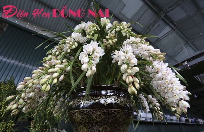 [Image: Hoa-lan-nhap-ngoai-gia-tram-trieu-van-dat-khach-11.jpg]