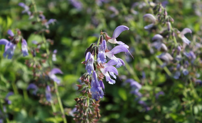 Meadow Sage Flowers