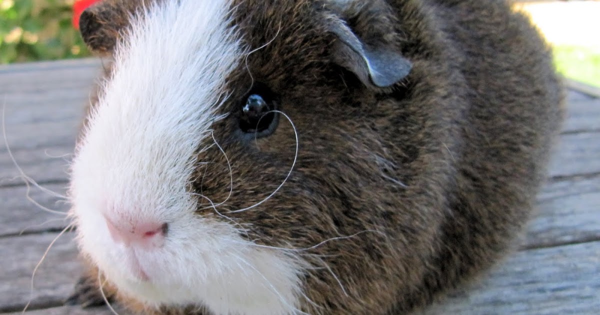 All Things Guinea Pig: A surprise pregnancy