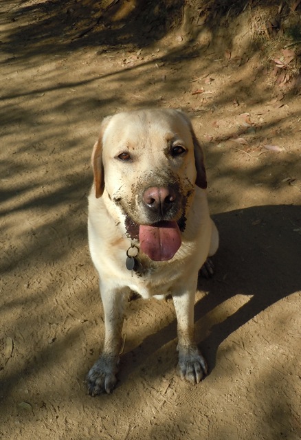 Muddy paws and nose Labrador