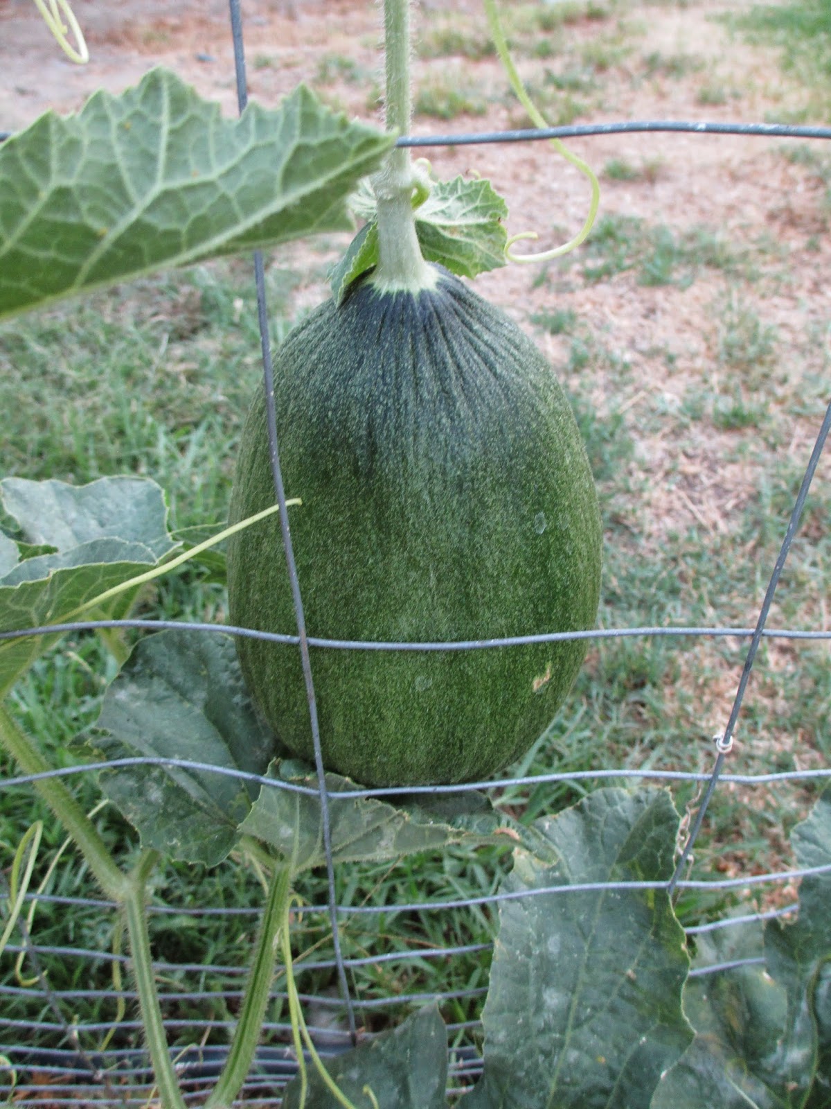 Andie's Way Trellis Ideas for Tomatoes, Cucumbers, Beans, Peas, Melons