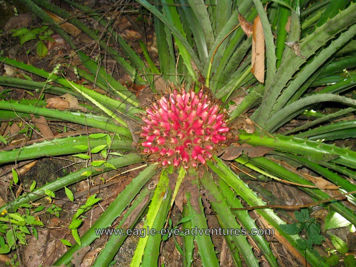 Eagle Eye Adventures Tasty Bromeliads Bromelia karatas, the piñuela