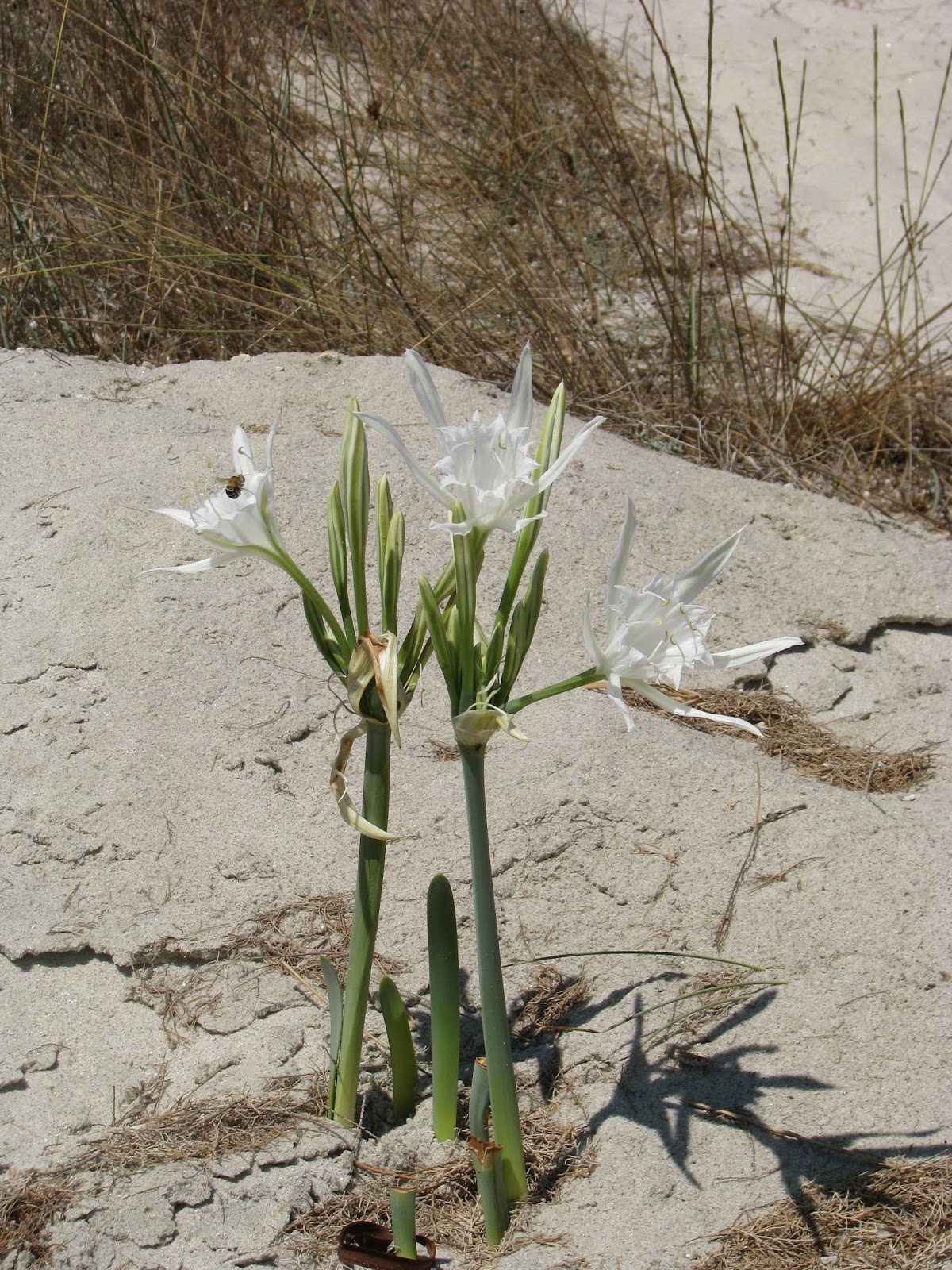 Of sea Daffodil (Pancratium maritimum) Discovering Kos and the
