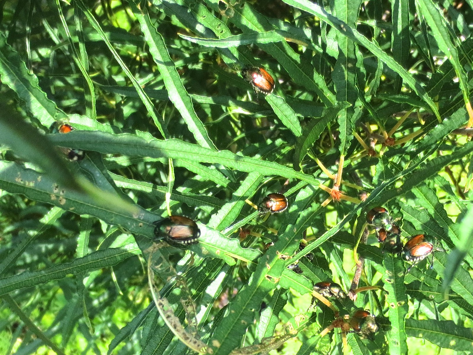 The Stubborn Gardener