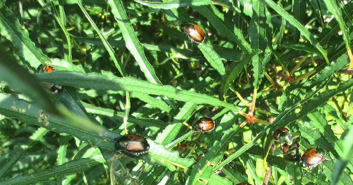 TK in her GARDEN: Japanese beetle control in a Wisconsin garden, part II