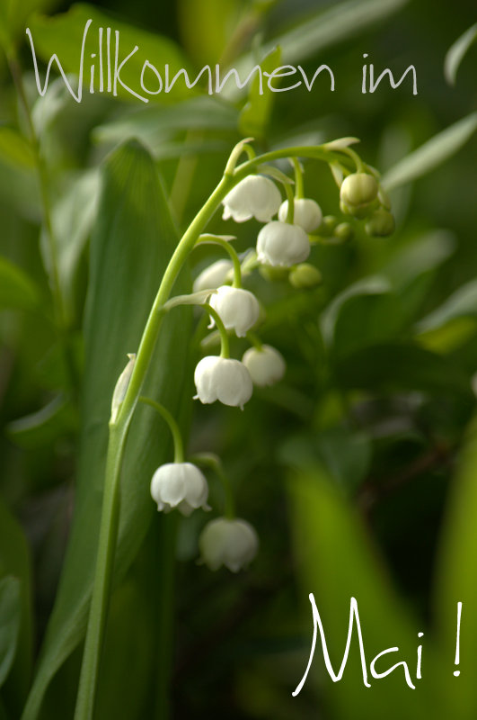 Du Verkaufst Dich Unter Wert Jadeblute