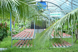 hydrophonics hydrophonics of Garin farm