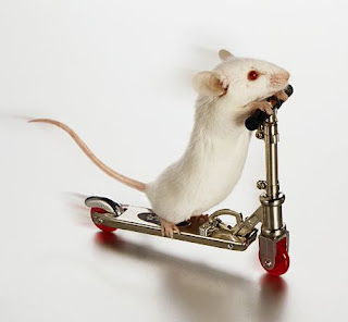 Cara Mudah Mengusir Tikus