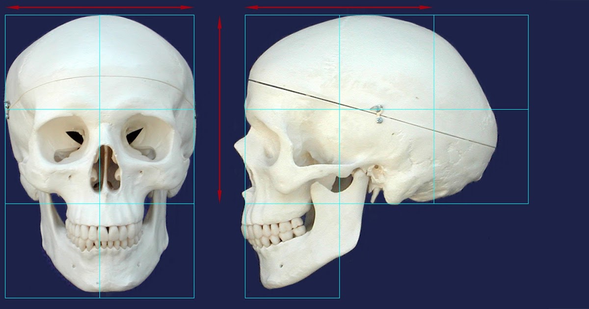 ShinyFireNight: Human Skull ShinyFireNight: Human Skull
